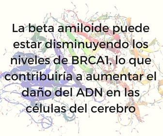 la proteína del gen del cáncer de mama 1 (BRCA1) y la enfermedad de Alzheimer