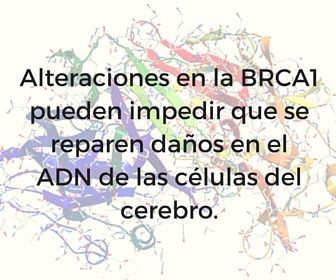 gen del cáncer de mama 1 (BRCA1) y la enfermedad de Alzheimer