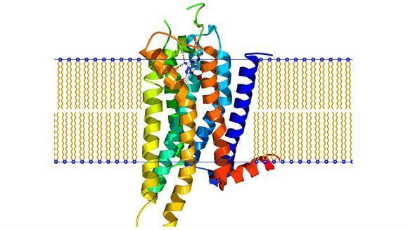 Proteína GPR3 y alzhéimer