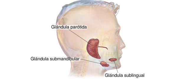 Glándula submandibular